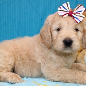 Goldendoodle Puppy Sheela