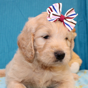 Goldendoodle Puppy Sheela