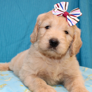 Goldendoodle Puppy Sheela