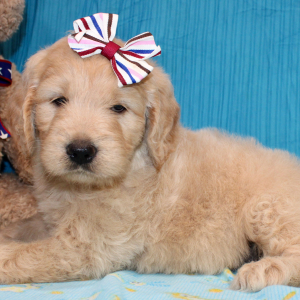 Goldendoodle Puppy Sheela