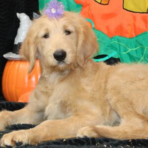 Goldendoodle Puppy Sheela