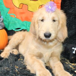 Goldendoodle Puppy Sheela