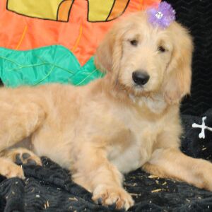 Goldendoodle Puppy Sheela