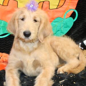 Goldendoodle Puppy Sheela