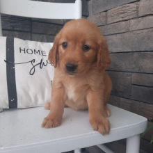 Golden Retriever Puppy Lila