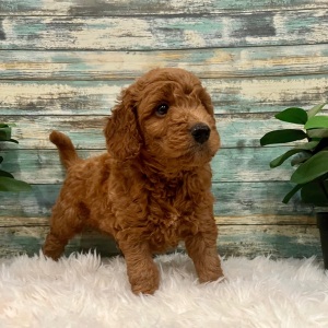 Goldendoodle Puppy Wade