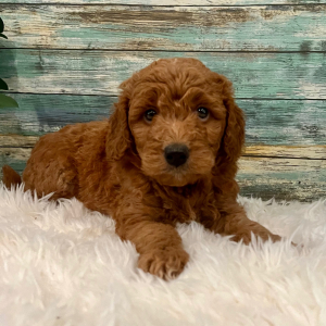 Goldendoodle Puppy Wade