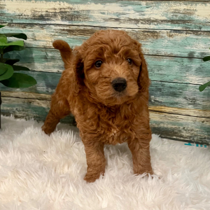 Goldendoodle Puppy Wade