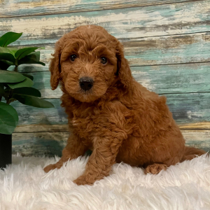Goldendoodle Puppy Wade