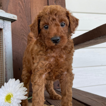 Poodle Puppy Layton