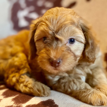 Cockapoo Puppy Tanya