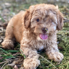 Cockapoo Puppy Tanya