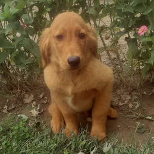 Golden Retriever Puppy Joey