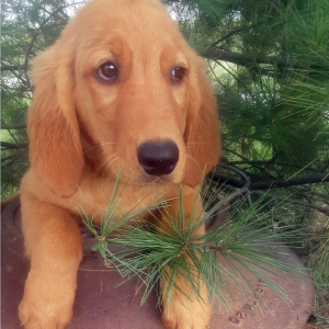 Golden Retriever Puppy Joey