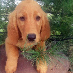 Golden Retriever Puppy Joey
