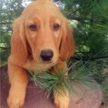 Golden Retriever Puppy Joey