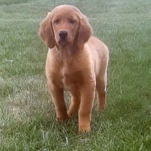 Golden Retriever Puppy Joey