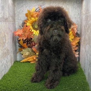 Poodle Puppy Kody