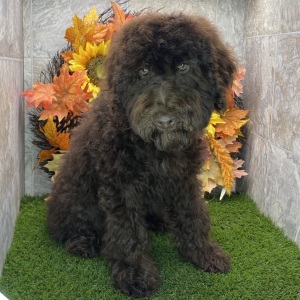 Poodle Puppy Kody