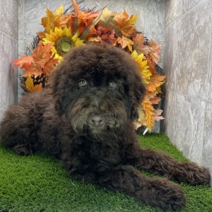 Poodle Puppy Kody