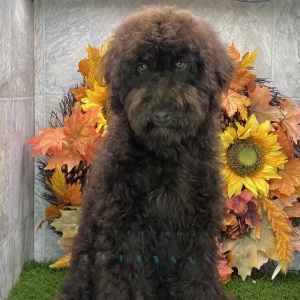 Poodle Puppy Kody