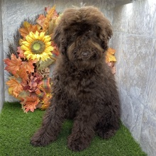 Poodle Puppy Kody