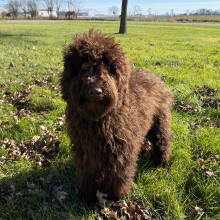 Poodle Puppy Kody