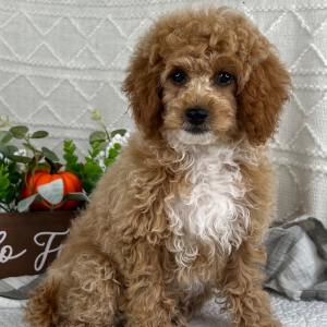 Cavapoo Puppy Lindsey