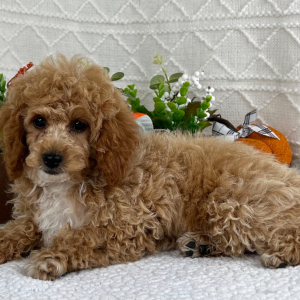 Cavapoo Puppy Lindsey