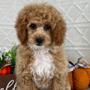 Cavapoo Puppy Lindsey