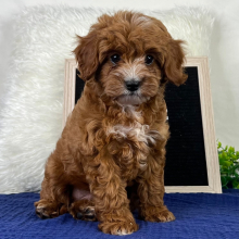 Cavapoo Puppy Zain