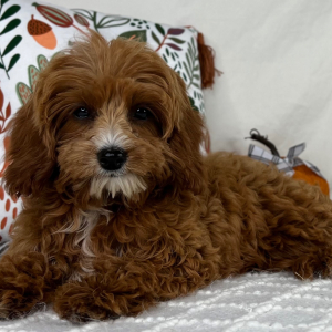 Cavapoo Puppy Zain