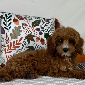 Cavapoo Puppy Zain