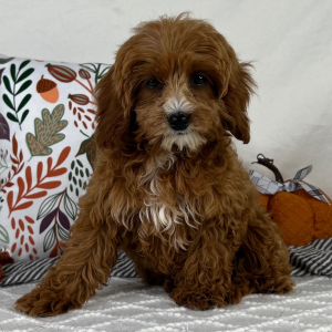 Cavapoo Puppy Zain
