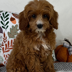 Cavapoo Puppy Zain