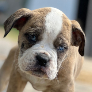 Olde English Bulldogge Puppy Lexi