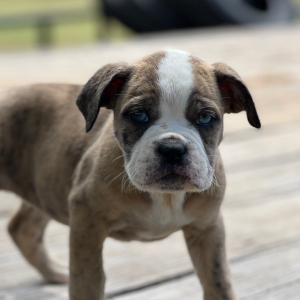 Olde English Bulldogge Puppy Lexi