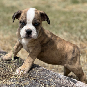 Olde English Bulldogge Puppy Lexi