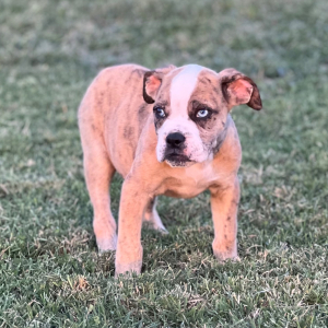 Olde English Bulldogge Puppy Lexi