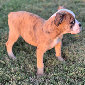 Olde English Bulldogge Puppy Lexi