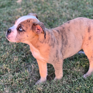 Olde English Bulldogge Puppy Lexi
