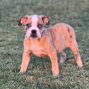 Olde English Bulldogge Puppy Lexi