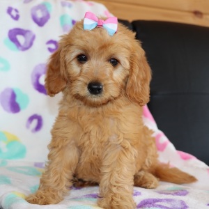 Goldendoodle Puppy Winnie