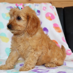 Goldendoodle Puppy Winnie