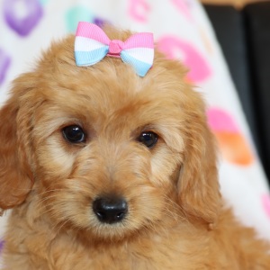 Goldendoodle Puppy Winnie