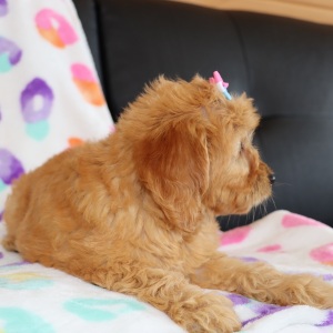 Goldendoodle Puppy Winnie