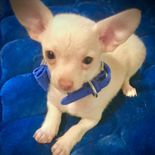 Chihuahua Puppy Lil Bobbie