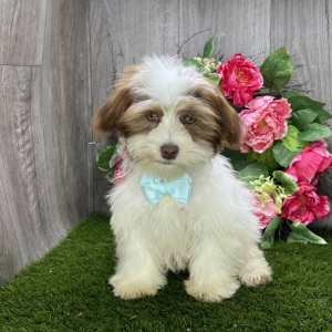 Havanese Puppy Bronx