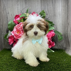 Havanese Puppy Bronx