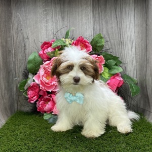 Havanese Puppy Bronx